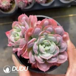 Echeveria Rain Drops Double Heads