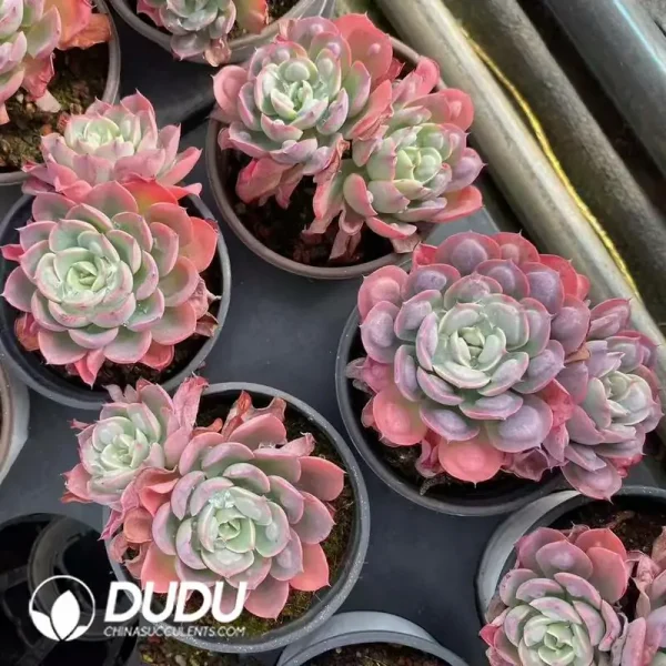 Echeveria Rain Drops Double Heads - Image 2