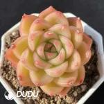 Echeveria Chen Xi