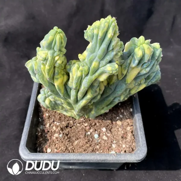 1756119932-e201-648.webp Cactus- Trichocereus Trichocereus Cristata Variegated - Image 1