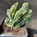 Cactus- Trichocereus Trichocereus Cristata Variegated - Image 2