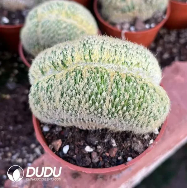 Parodia Golden Monkey Cristata - Image 1