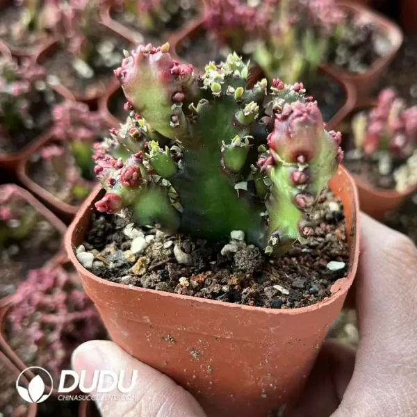 1756119935-e201-1-1.webp Euphorbiaceae Ruby Coral - Image 1