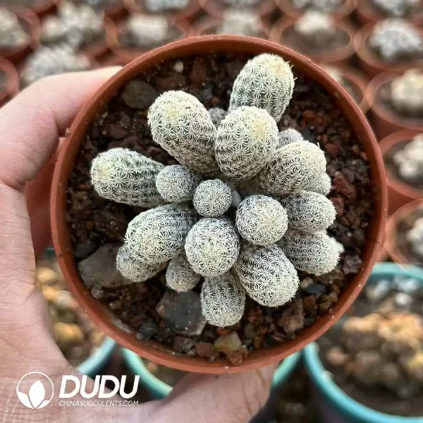 1756119937-e201-2-1.webp Turbinicarpus Mini Priest Clustering - Image 1