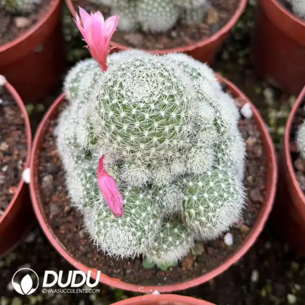 1756119938-e201-3-1.webp Rebutia Pieris Clustering - Image 1