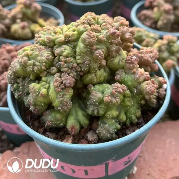 1756119939-e201-4-1.webp Echinopsis eyriesii (Turp.) Zucc.Monstrose - Image 1