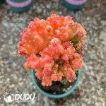 Echinopsis eyriesii (Turp.) Zucc.Monstrose Variegated Grafted