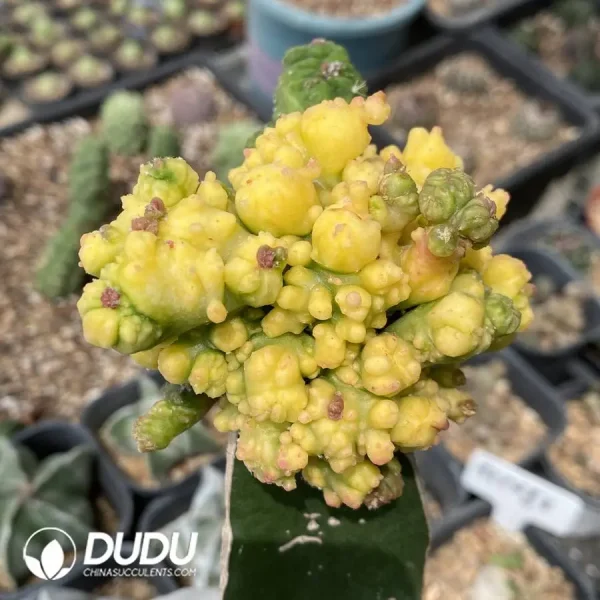 1756119941-1747894723-e-1.webp Echinopsis eyriesii (Turp.) Zucc.Monstrose Variegated Grafted - Image 2