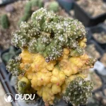 Echinopsis eyriesii (Turp.) Zucc.Monstrose Variegated Grafted - Image 3