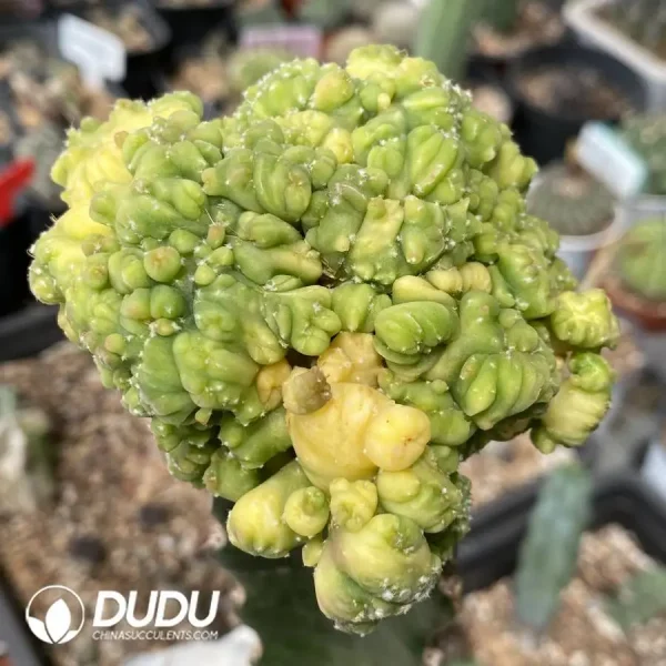 1756119942-1747894726-e-3.webp Echinopsis eyriesii (Turp.) Zucc.Monstrose Variegated Grafted - Image 4