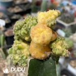 Echinopsis eyriesii (Turp.) Zucc.Monstrose Variegated Grafted - Image 5