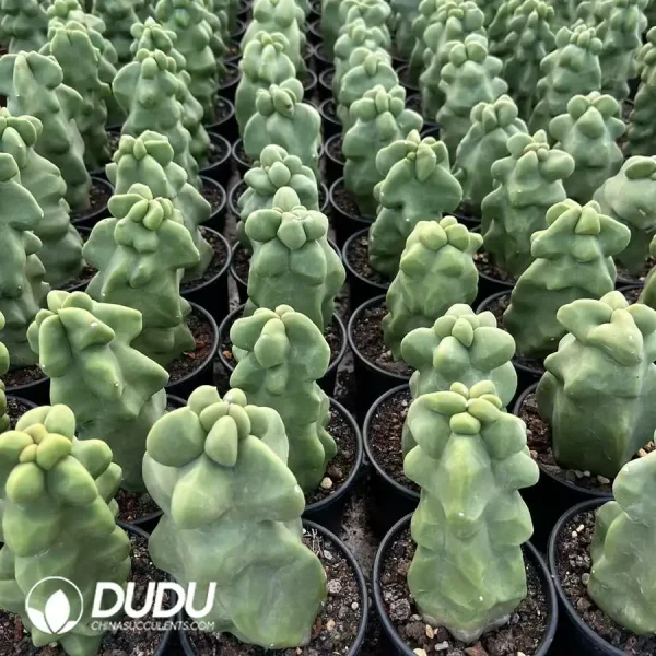 1756119945-e201-7-1.webp Pachycereus- schottii - Image 1