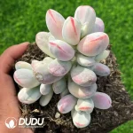 Cotyledon Orbiculata cv. Variegated