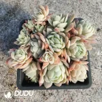 Echeveria Ice Plum Clustering