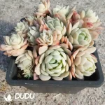 Echeveria Ice Plum Clustering - Image 2