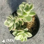 Echeveria Rolly Variegata Clustering