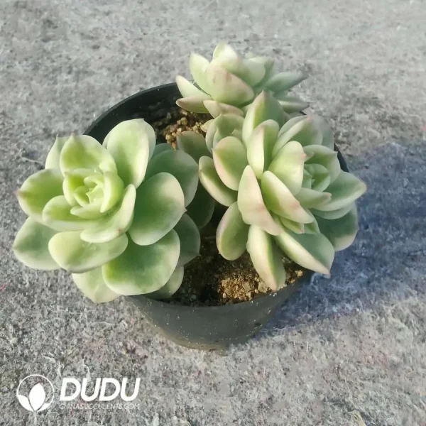 Echeveria Rolly Variegata Clustering - Image 2