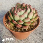 Echeveria Peony - Image 2