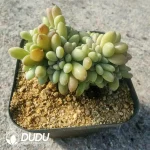 Echeveria Supreme Cristata