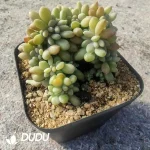 Echeveria Supreme Cristata - Image 2