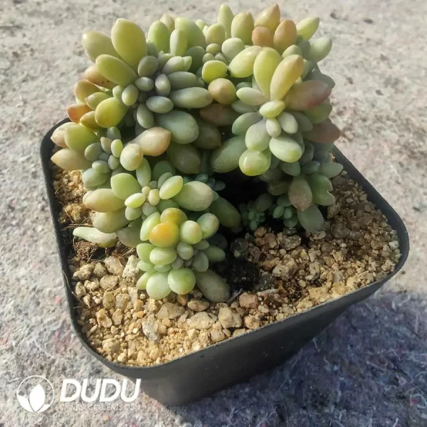 Echeveria Supreme Cristata - Image 2