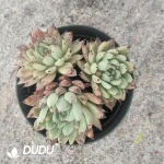 Echeveria Cuspidata Var Zaragozae Cluster