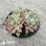 Echeveria Cuspidata Var Zaragozae Cluster - Image 2