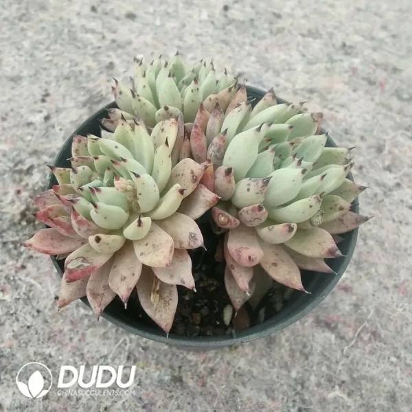 1756120028-e202-51.webp Echeveria Cuspidata Var Zaragozae Cluster - Image 2