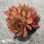 Echeveria Giselle Cluster