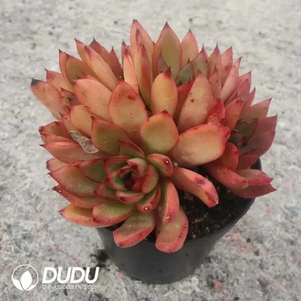 Echeveria Giselle Cluster - Image 1