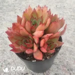 Echeveria Giselle Cluster - Image 2