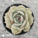 Echeveria Pink Laura