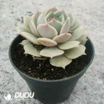Echeveria Pink Laura - Image 2