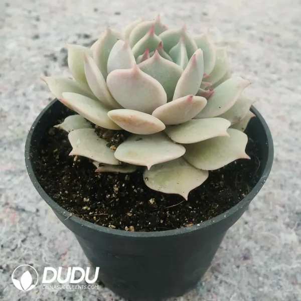 Echeveria Pink Laura - Image 2