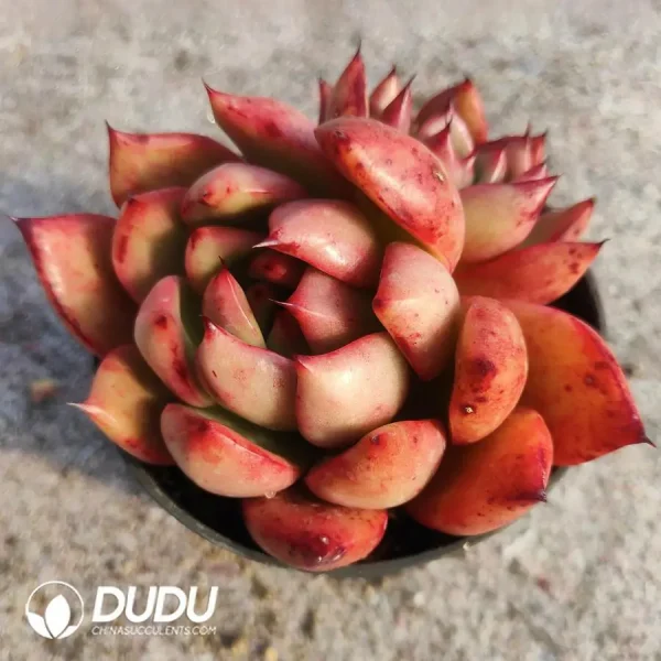 1756120045-e201-60-1.webp Echeveria Armstrong - Image 1