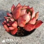 Echeveria Armstrong - Image 2