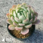Echeveria Berry - Image 2