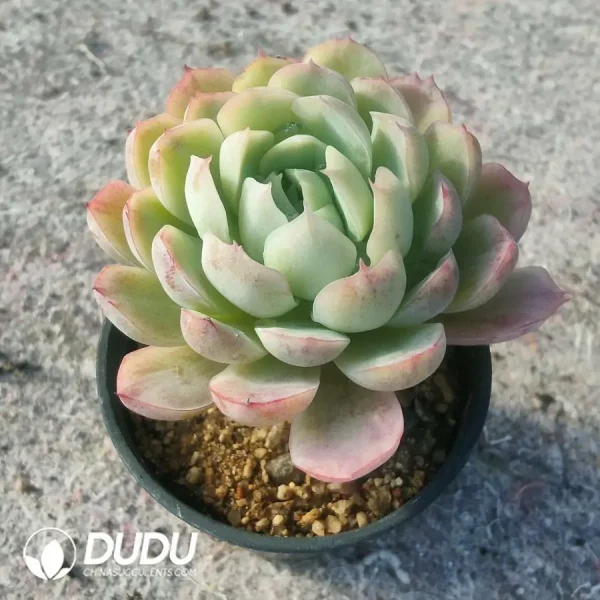 Echeveria Berry - Image 2
