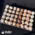 DUDU Collocation-89 - Image 2