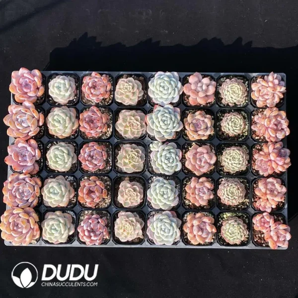 1756120051-e201-63-1.webp DUDU Collocation-90 - Image 1