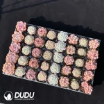 DUDU Collocation-90 - Image 2