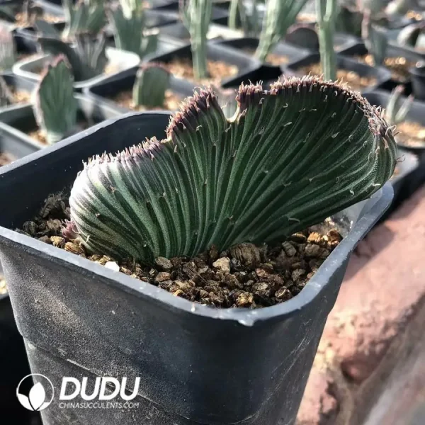 Senecio kleinia Cristata - Image 1