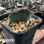 Senecio kleinia Cristata - Image 2