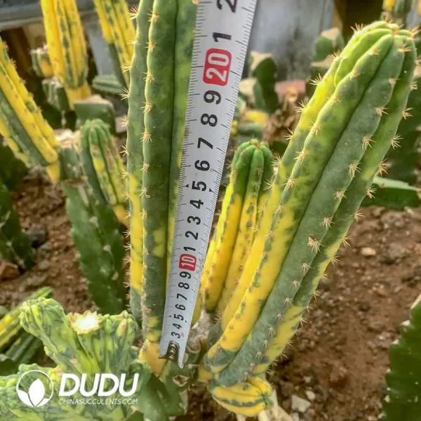 Trichocereus-pachanoi - Image 1