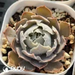 Echeveria shaviana 'Truffles'(10pcs)