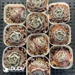 Echeveria shaviana 'Truffles'(10pcs) - Image 2