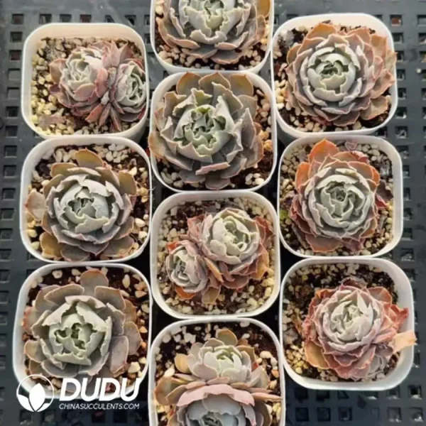 Echeveria shaviana 'Truffles'(10pcs) - Image 2