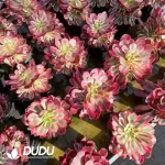 8Pcs Aeonium Pink Girls Clustering