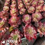8Pcs Aeonium Pink Girls Clustering - Image 2
