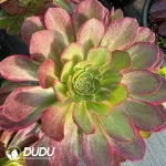 8Pcs Aeonium Lotus Seat Clustering